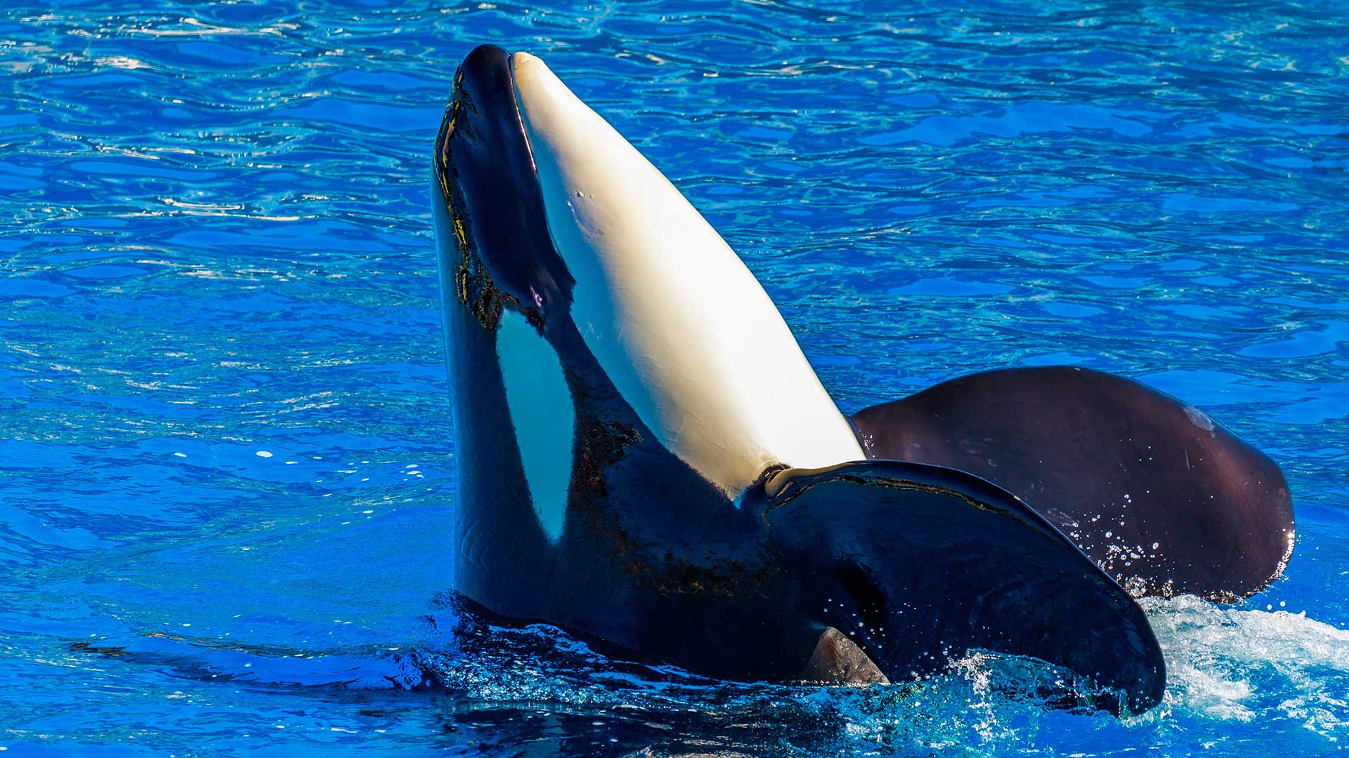 Orca whale rising vertically from bright blue water, displaying its distinctive black-and-white markings.